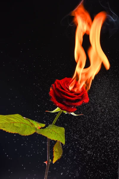 Rose płonie. Płonące różowe ciemne tło. Czerwony kwiat w ogniu. Płomień i iskry — Zdjęcie stockowe