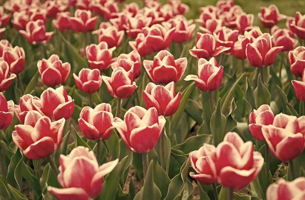 Pěstování cibulových rostlin. Nádherné tulipány. Kvetoucí tulipánová pole v oblasti pěstování květin. Jarní park. Kvetoucí pole. Tulipánový festival. Květinové pozadí. Skupina červených tulipánů. Květinové podnikání — Stock fotografie