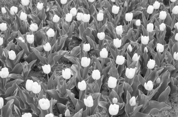 Enjoying springtime. tulip field with various type and color. nature landscape sightseeing in Europe. fresh spring flowers. gather the bouquet. white vibrant flowers. field with tulips in netherlands — Stock Photo, Image