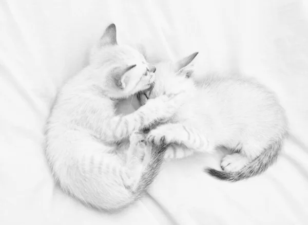 Kleine schattige kittens ontspannen op witte lakens. Kleine kat. Leuke witte katjes. Zacht en mooi. Witte kittens spelen met elkaar. Beste vrienden. Kattenfamilie. Huisdieren concept. Liefde delen. Gezellig thuis — Stockfoto