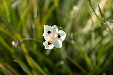Güzellik çiçek açar. Beyaz çiçek. Bulanık çimenlerde açan çiçek. Çiçek açan bitki. Flora ve botanik