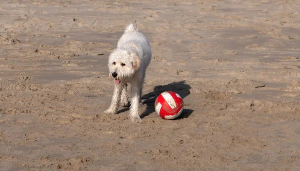 Perro pastor ruso sucio jugando con la pelota en la playa de arena, perro —  Fotos de Stock