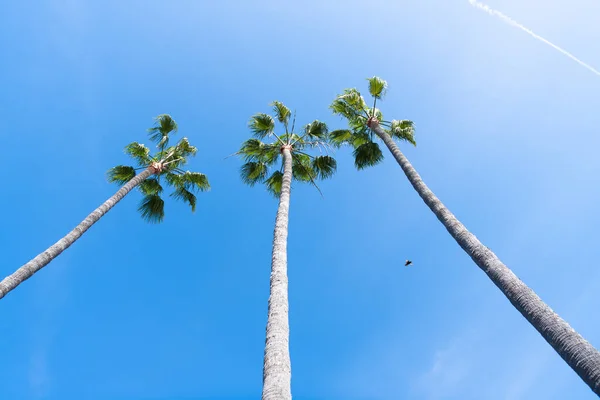 Palmer på cear blå himmel bakgrund. Flygande fågel och kontrast. sommarledighet. — Stockfoto