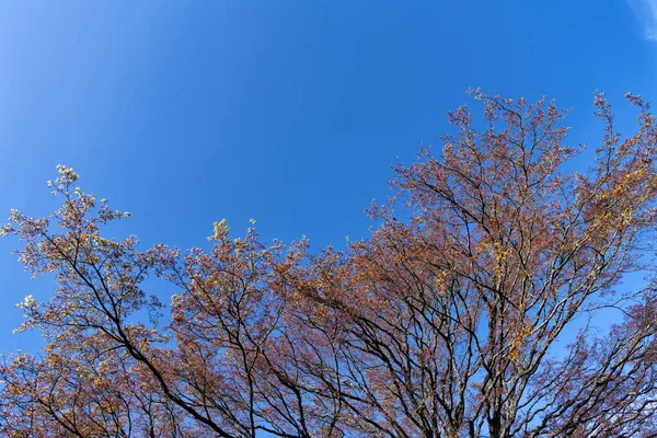 Ramas de árboles florecientes en primavera sobre fondo de cielo azul, naturaleza —  Fotos de Stock
