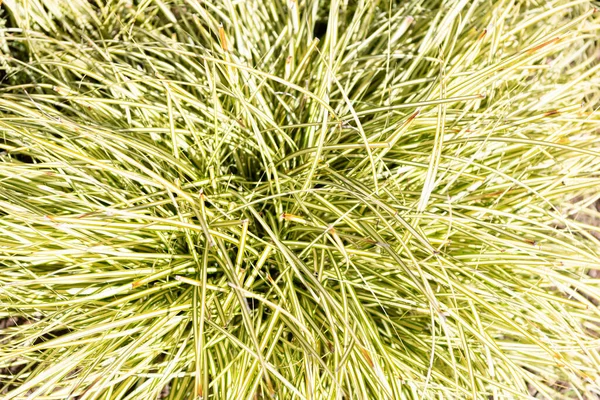 Green leafy natural grass plant background, grassy texture — Stock Photo, Image