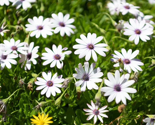 Mooie bloemen van madeliefjes natuurlijke achtergrond, lente — Stockfoto