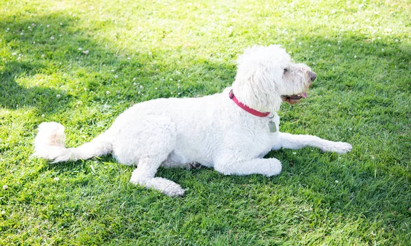 Mascota relajarse al aire libre en el parque de verano. criar perro en hierba verde. perro tiene pelo largo piel. raza pura. —  Fotos de Stock