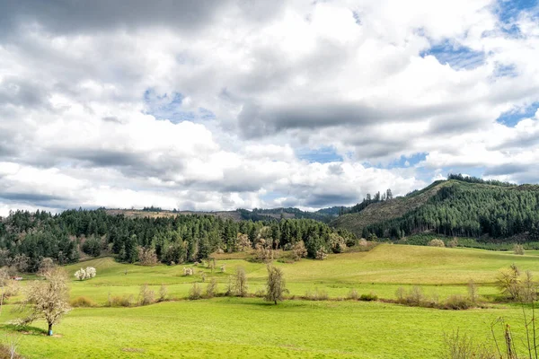 Vackert landskap med barrskog på kullar med grönt gräs, natur — Stockfoto