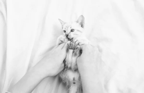 좋아 하는 고양이 야. 여자 손에 귀여운 고양이. 예쁜 고양이 랑 손잡고 놀고 있어. 침대에 누워 있는 흰 솜털 고양이. 작은 고양이를 돌봐 주 세요. 인간 과 애완 동물 사이의 우정. 그냥 재밌게 놀아 — 스톡 사진