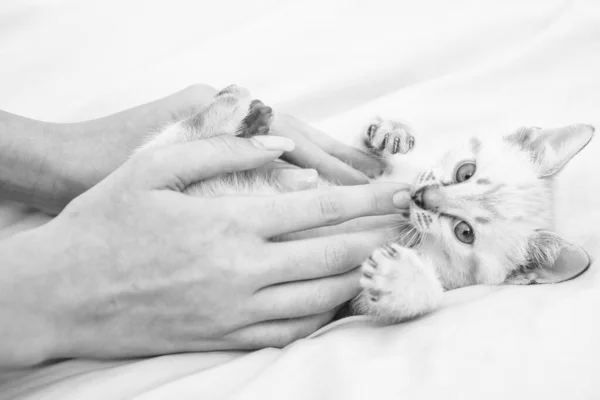 흰 매미 너구리 고양이. 푹신 한 새끼 고양이가 침대에 누워 있다. 고양이는 손에 쥐는 것을 좋아한다. 동물을 사랑합니다. 여자가 새끼 고양이를 돌봐 주고 있어. 신뢰와 지원. 인간 과 애완 동물 사이의 벗 관계 — 스톡 사진