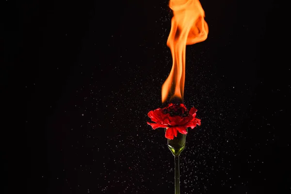 火で燃えるカーネーションレッドディアンサスの花と火花暗い背景コピースペース,火 — ストック写真