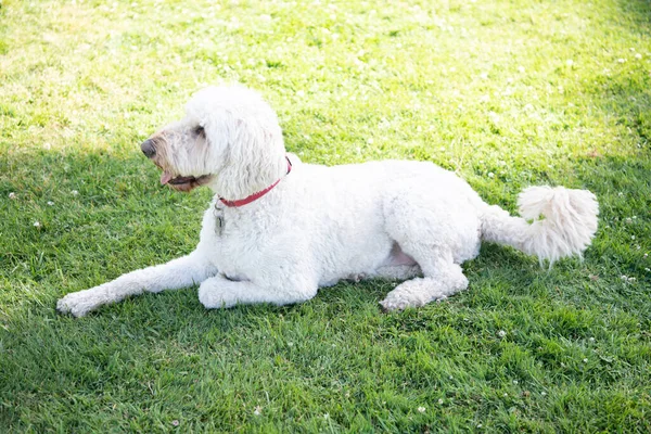 Zuid-Russische schapenhond ovcharka. witte hond in rode halsband. huisdier ontspannen buiten in zomerpark. — Stockfoto