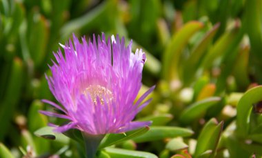 Karkalla ya da domuz surat. Karkalla çiçek açtı. Çiçek tomurcukları. Carpobrotus rossii