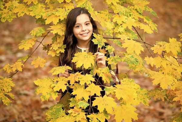 小さな女の子w秋の葉、自然の美しさを楽しむ — ストック写真