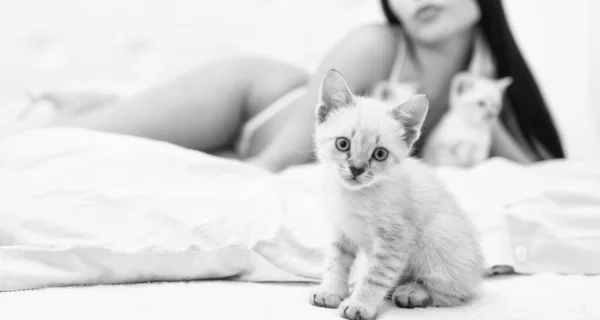 Játékos aranyos kisállat. nő tökéletes test élvezze időt macskával. szexi fehérnemű modell. Szexi gyönyörű barna lány fehérneműben kiscicával. szelektív fókusz. A hölgy macskával játszik az ágyban. Olyan aranyos. — Stock Fotó