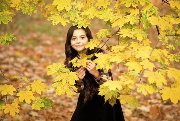 A természet szépsége. Boldog lány hosszú hajjal. Egy lány a sárga juharfaleveleknél. Egy kölyök az Őszi Parkban. Az ősz az iskola ideje. jó idő a kinti sétához. gyermek őszi levelek. A világ felfedezése — Stock Fotó