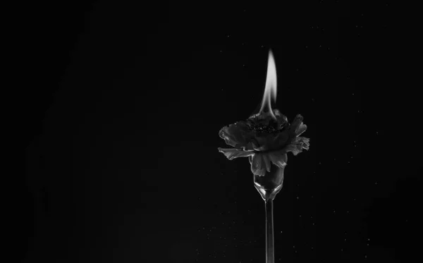 red burning flower. carnation in fire. Hot flame. Burning flower dark background.