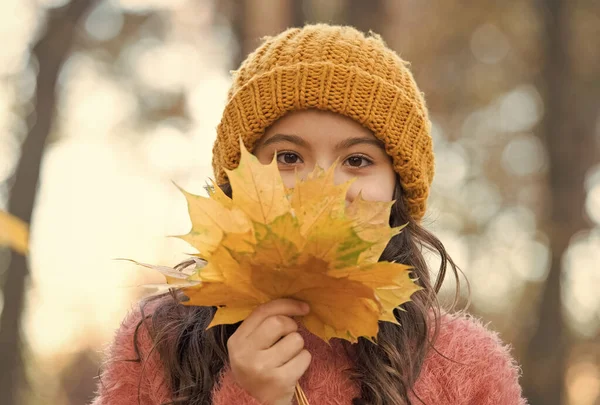 Ősz gyermek elegáns kötött kalap és meleg pulóver élvezze nap erdő gazdaság sárga juharfalevél jelképe őszi szezonban, szórakozás — Stock Fotó