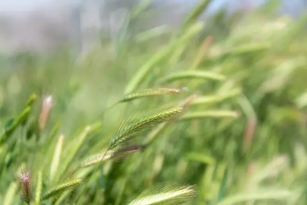 Fondo natural de hierba verde. Espiguillas de centeno o trigo verde. Pastizales naturales. —  Fotos de Stock