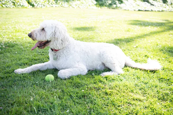 Чистая порода. Украинская овчарка. Южнорусская овчарка. Белая собака играет с мячом. — стоковое фото