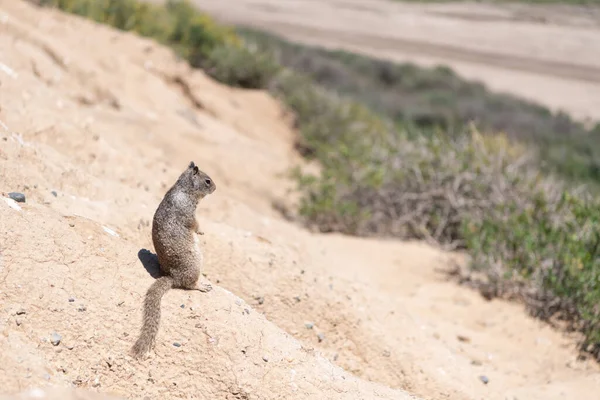 Gopher. Um roedor de esquilo. animal fofo selvagem olhando para longe. esquilo chão ao ar livre. vida selvagem. — Fotografia de Stock