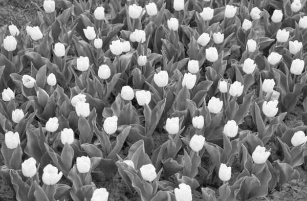 Bulb fields in springtime. harmony in meditation. nature is humans anti-stress. Beautiful white tulip fields. Holland during spring. Warm day. Colorful field of tulips, Netherlands — Stock Photo, Image