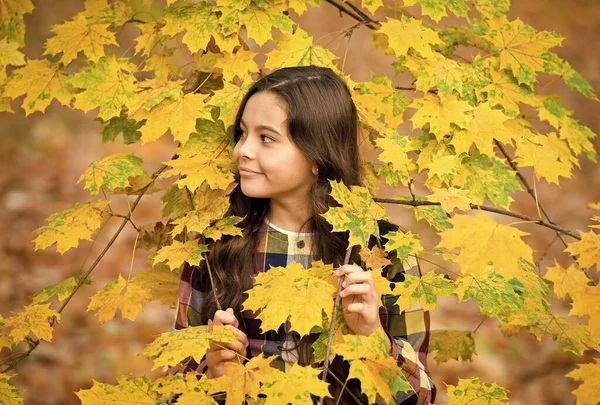 Beleza atenciosa. miúdo no parque de Outono. Outono é uma altura para a escola. bom tempo para andar ao ar livre. criança em folhas de outono. beleza da natureza. menina feliz com cabelo comprido. menina em folhas de bordo amarelas — Fotografia de Stock