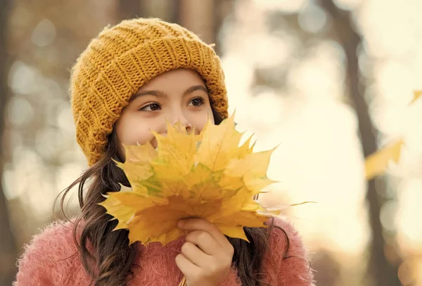 Bambino adolescente sorridente in cappello lavorato a maglia e maglione tengono foglie di acero giallo nella foresta del parco nella stagione autunnale con tempo caldo, bellezza autunnale — Foto Stock