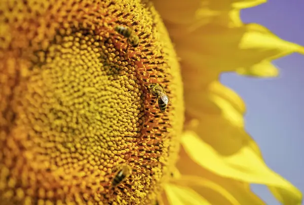 Bij maakt honing close-up. mooie gele bloem van zonnebloem. grote zonnebloem van dichtbij. Zomer natuur schoonheid. ecologisch leven — Stockfoto