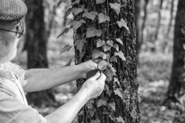 Yaşlı bilim adamı. Ormanda sakallı büyükbaba. Botanik merakı. Ormanda seçici bir dedektif. Doğayı keşfet. Sonbahar günü orman keşfi yapan bir emekli. Bitkileri inceleyen botanikçi