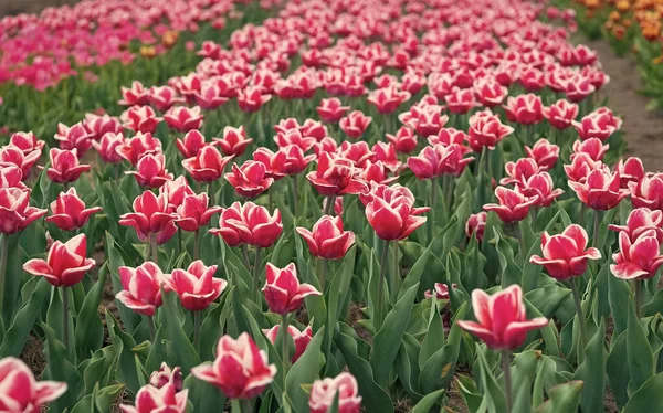 Jest wiosna. zwiedzanie krajobrazu przyrodniczego w Europie. świeże wiosenne kwiaty. Zbierz bukiet. różowe żywe kwiaty. pole z tulipanami w dolnej części kraju. pole tulipan o różnym typie i kolorze — Zdjęcie stockowe