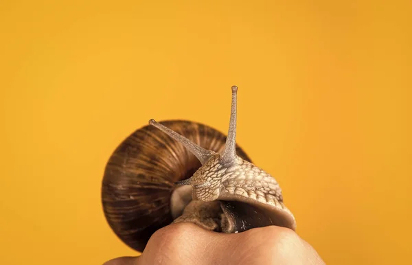 snail farm. snail cream good for skin against wrinkles. get faster. concept of slow moving. speed concept. shell is its home. dieting and eating delicates. seafood and eating mollusk