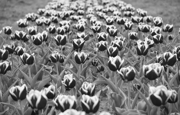 Vacances d'été. beauté du champ fleuri. célèbre festival de tulipes. Nature Contexte. groupe de lit de fleurs de tulipe de vacances lumineux. Des champs de tulipes en fleurs. parc paysager printanier. pays de tulipe — Photo