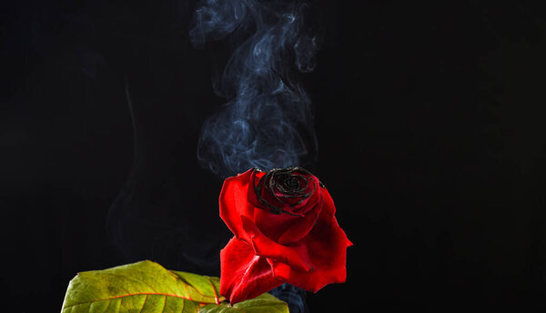 Свежий красный цветок цветет с горящими лепестками и дыма поток темный фон, розы