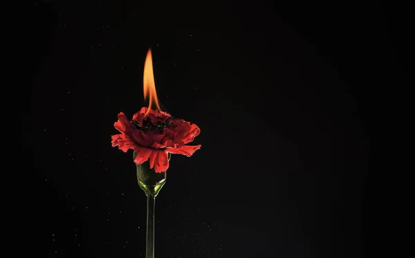 red burning flower. carnation in fire. Hot flame. Burning flower dark background.