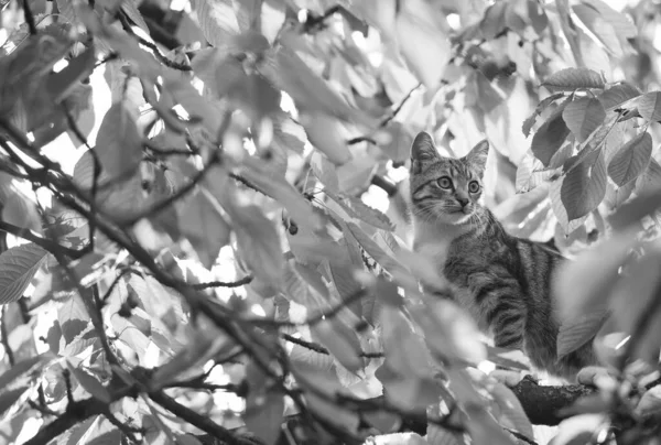 Katt lever i vilda klättrade på träd grenar, barnsliga och renrasiga — Stockfoto
