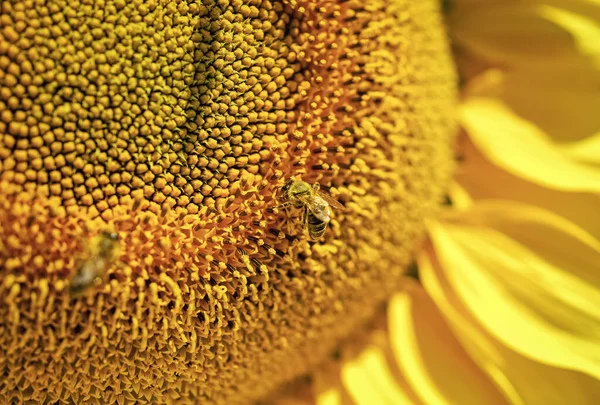 Summer harvest and agriculture concept. sunflower with bee. closeup of yellow flower. beautiful sunflower. summer nature beauty. bee make honey — Stock Photo, Image