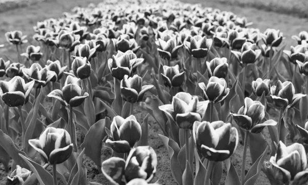 Célèbre festival de tulipes. Nature Contexte. groupe de rose lit de fleurs de tulipe de vacances. Des champs de tulipes en fleurs. parc paysager printanier. pays de la tulipe. beauté du champ fleuri. Détente estivale — Photo