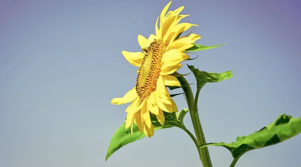 Sonnenblume auf blauem Himmel Hintergrund, Saatgut und Öl-Konzept — Stockfoto