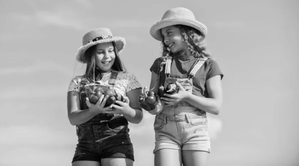 Mercato delle verdure. Sorelle felici lavorano alla fattoria di famiglia. Nutrizione naturale della vitamina. Ragazze bambini carini in cappelli agricoli. Bambini che raccolgono verdure. Vendere cibo fatto in casa. Ortaggi biologici — Foto Stock