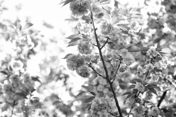 Japán szakura. Rózsaszín szakuravirág. virágos háttér. tavaszi virágzó természet. Meleg nyári nap. A szezon szépsége. cseresznyefavirág. virágzó rózsaszín sakura. spa kezelés. női parfüm aromája — Stock Fotó