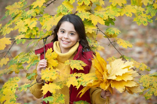Felice bambino tenere gruppo foglia d'acero autunno all'aperto, natura — Foto Stock