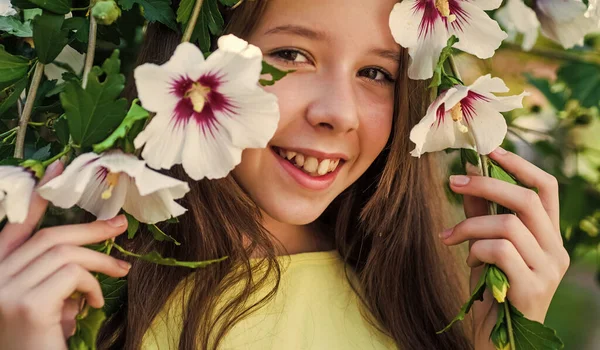 春のハイビスカスの茂みの花の間の子供開花期や夏の自然、美しさ — ストック写真