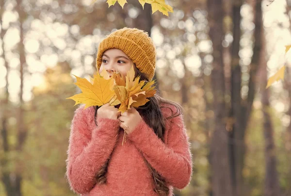 Tini lány gyűjtése lehullott levelek. gyermek az őszi erdőben. Meleg ruha divat. szezonális időjárás. Gyerekkori boldogság. az őszi természet szépsége. Boldog gyerek kötött pulóvert és kalapot visel. Romantikus utazás — Stock Fotó