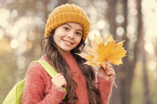 Gyönyörű gyermek hosszú haj tart sárga lehullott juhar levelek visel kötött kalap és meleg pulóver hordozza hátizsák őszi erdőben, vissza az iskolába — Stock Fotó