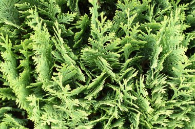 Thuja occidentalis background, texture clipart