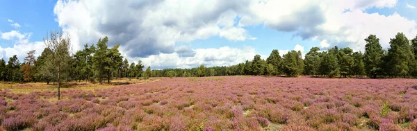 Panoramautsikt över landskapet med blå himmel, moln, träd och och heide äng — Stockfoto