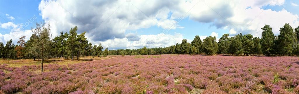Panoramic Landscape with blue sky, clouds, trees and and heide meadow