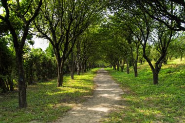 Yeşil ormanda manzaralı bir yol.