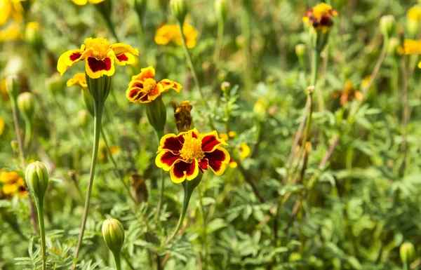 Turuncu tagetes çiçek (kadife çiçeği yakın çekim fotoğraf). — Stok fotoğraf